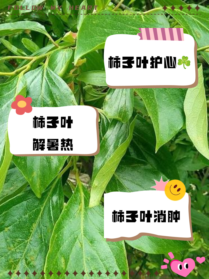 柿子叶泡水喝用处多柿子叶的功效与作用