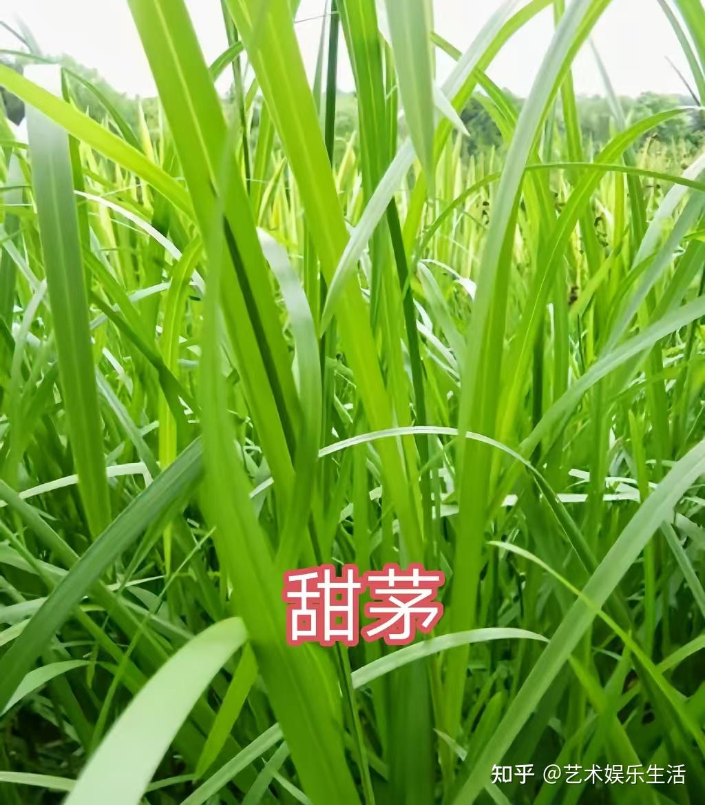 禾本科植物分别有什么呢