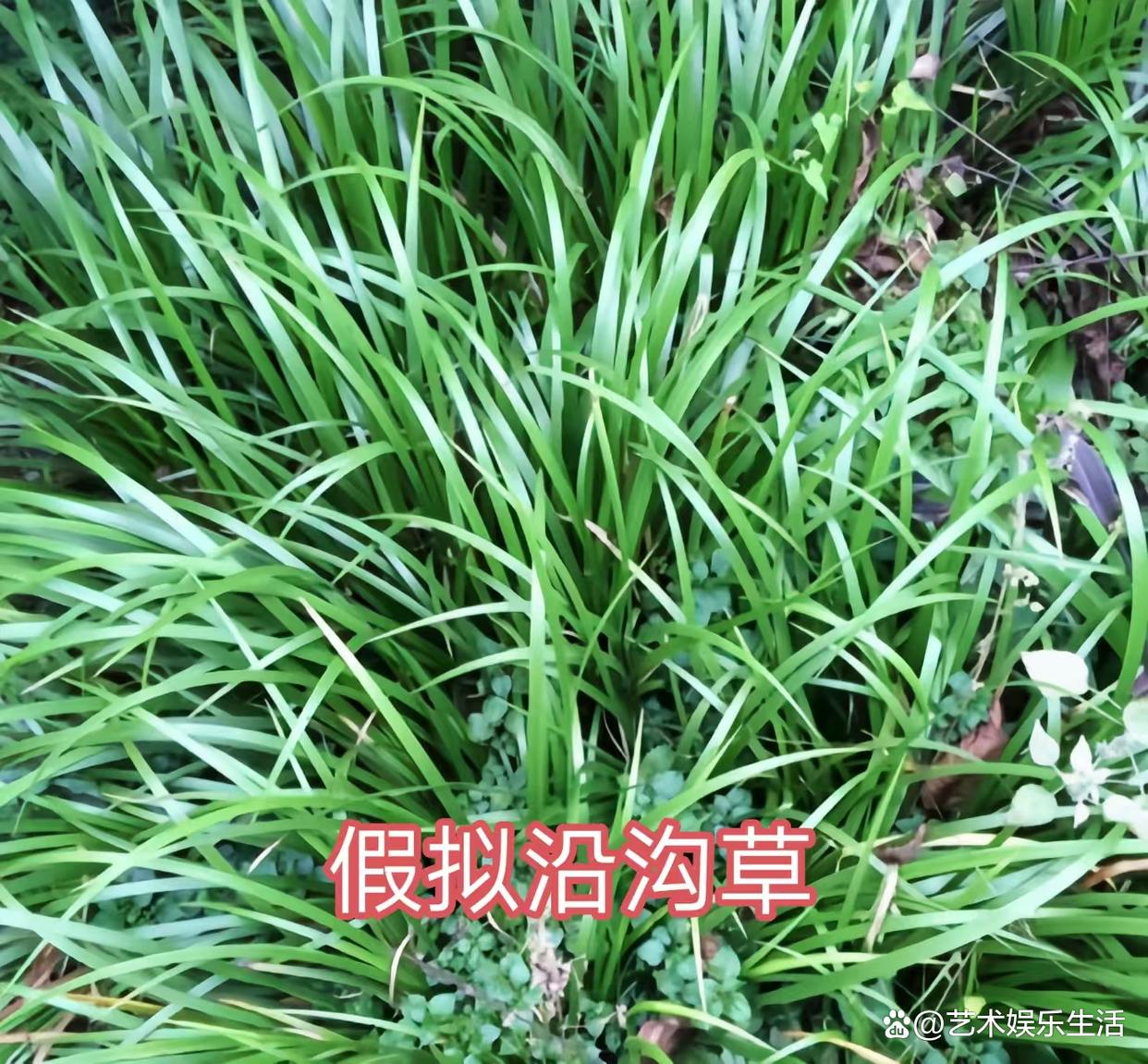 禾本科植物分别有什么呢