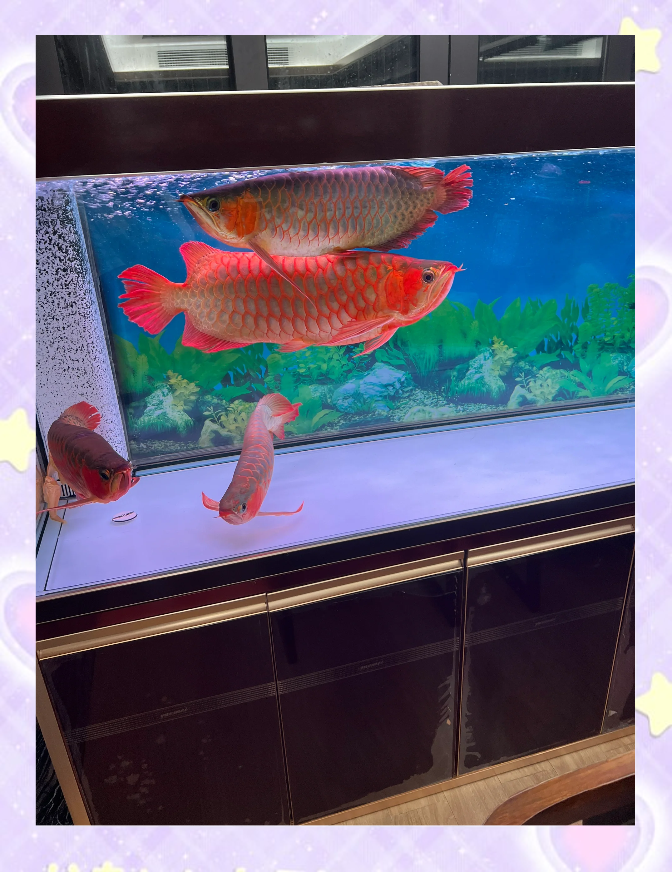 宝石金龙鱼好养吗,怎么养