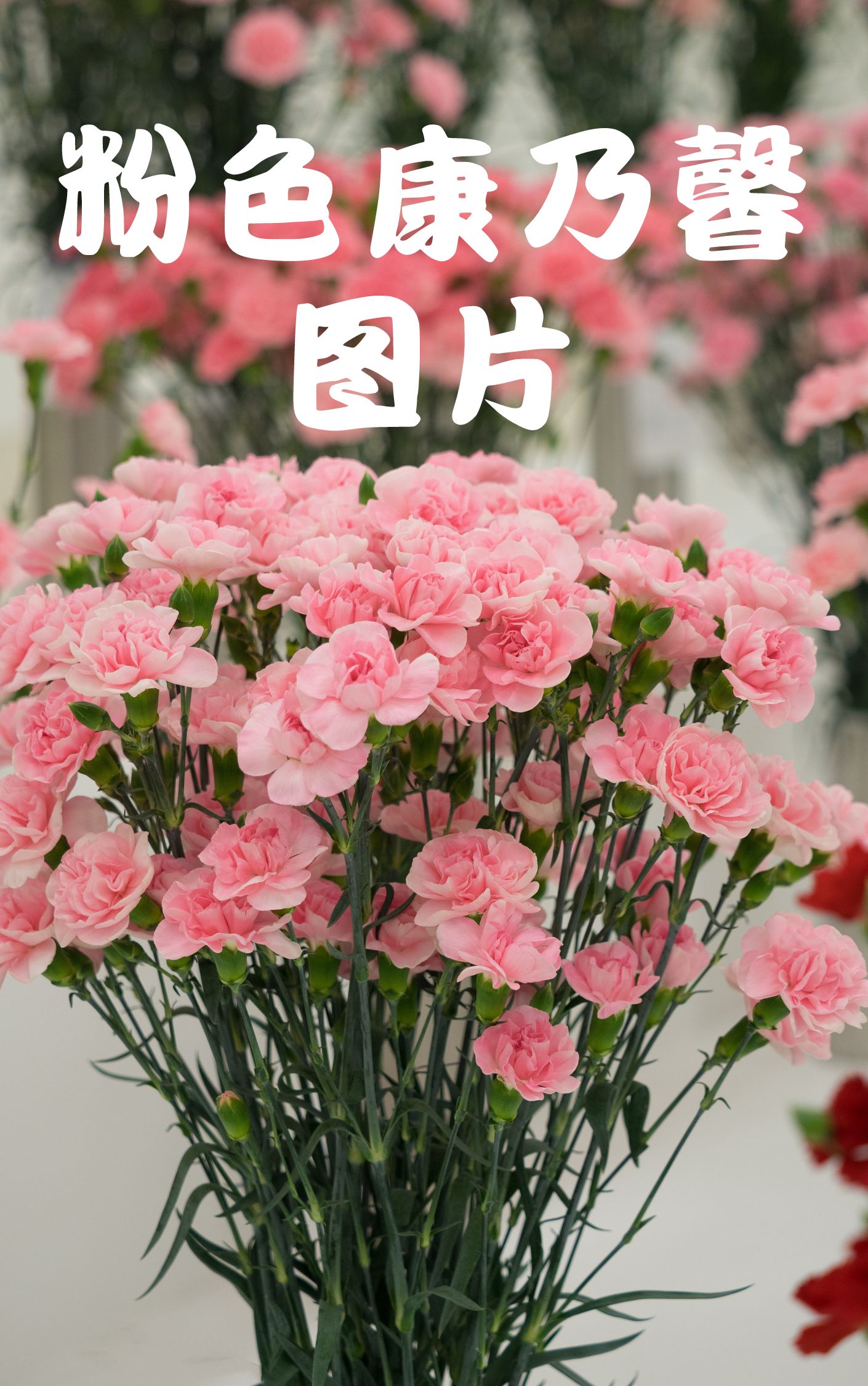粉康乃馨花的花语是什么