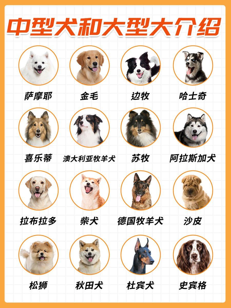 十大名狗世界十大名狗有哪些