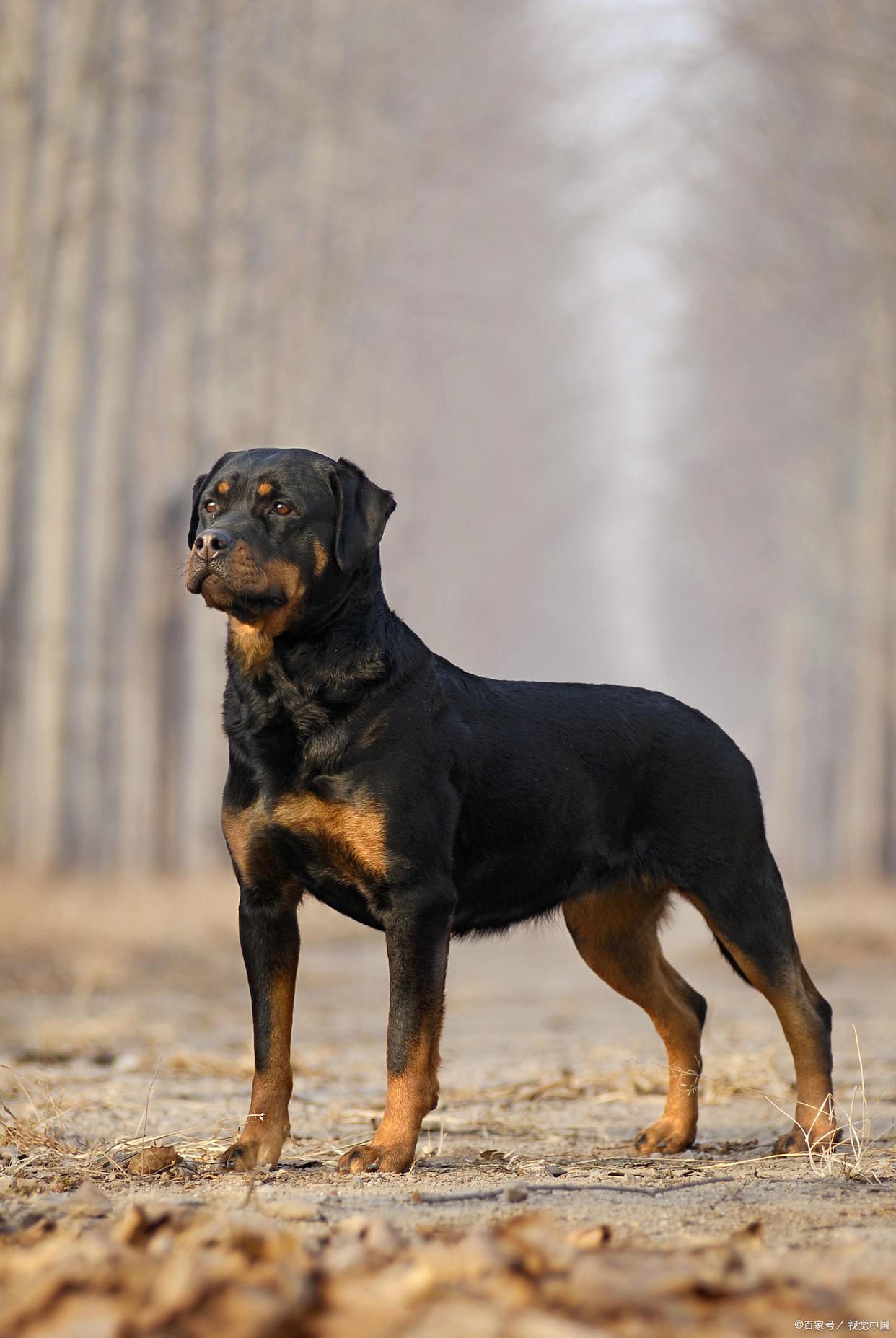 十大名狗世界十大名狗有哪些