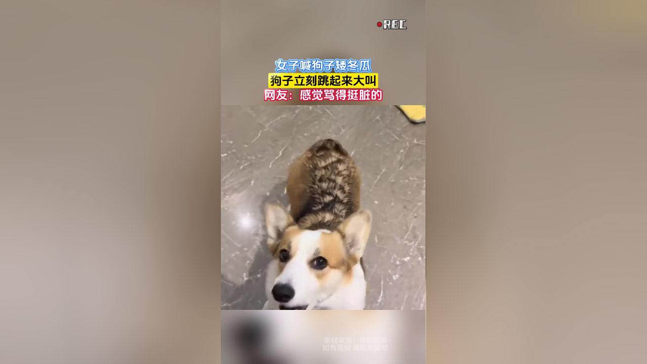 别人骂你是瓜皮你咋回