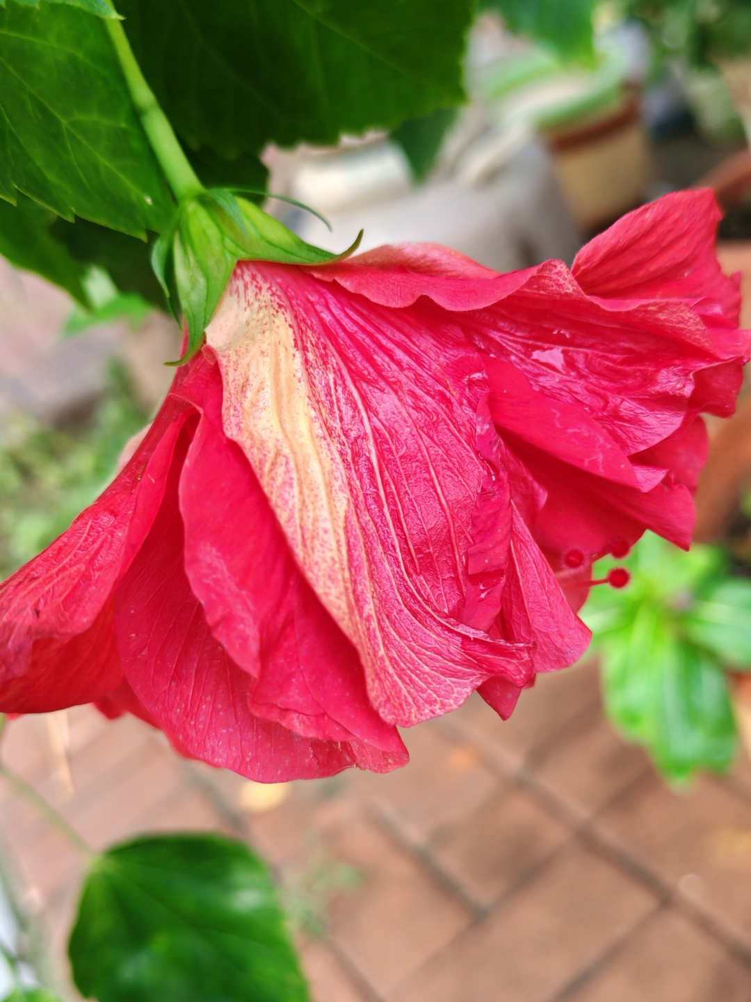 家里养扶桑花有没有忌讳