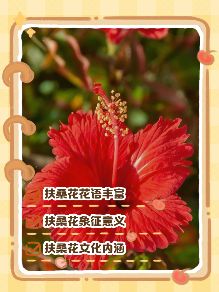 家里养扶桑花有没有忌讳