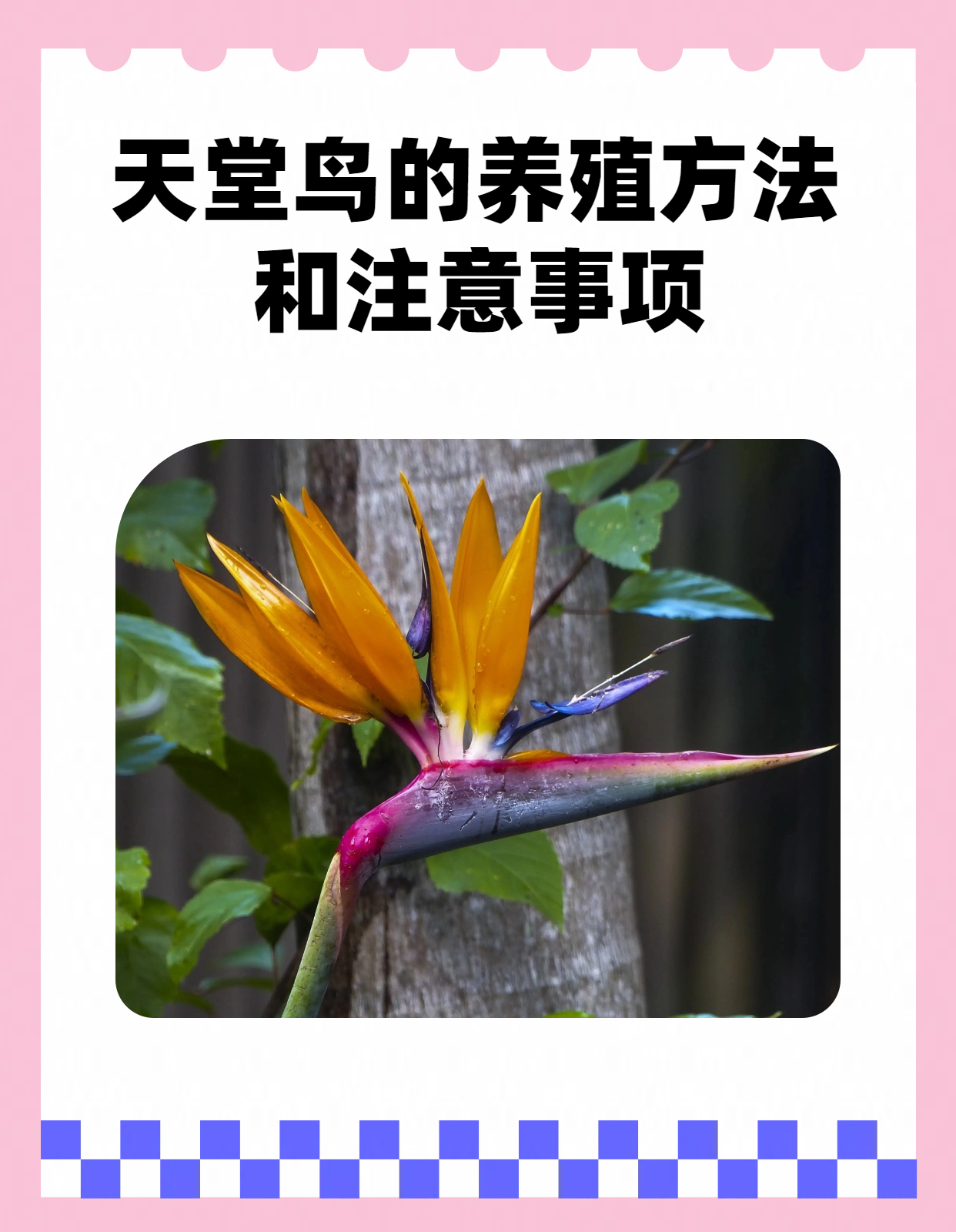 天堂鸟花语介绍天堂鸟花语是什么意思