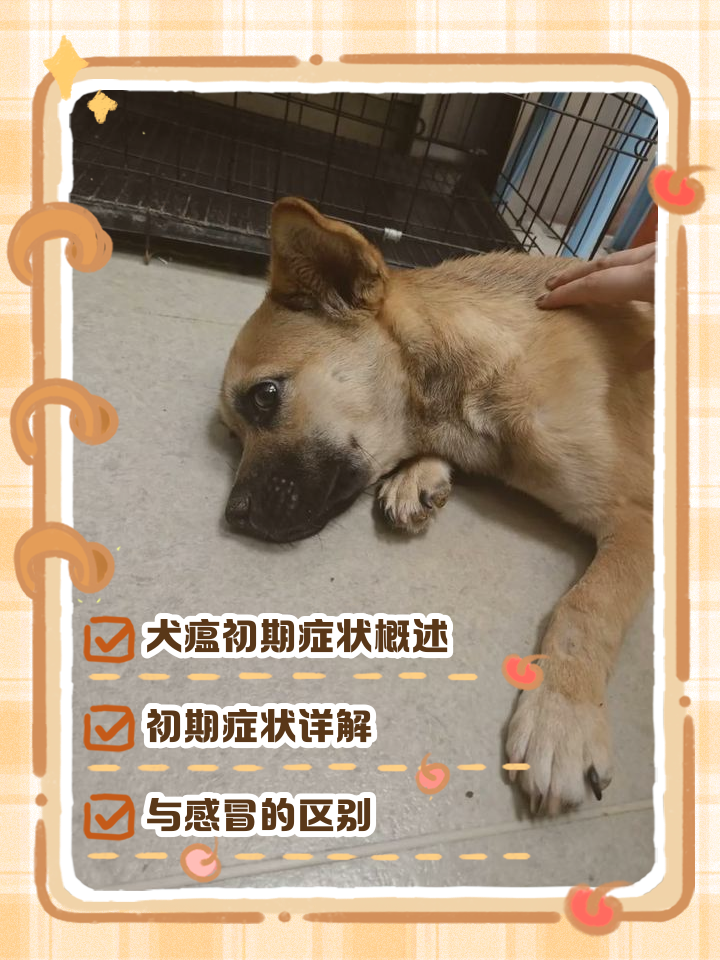 犬瘟热能治好的几率多少