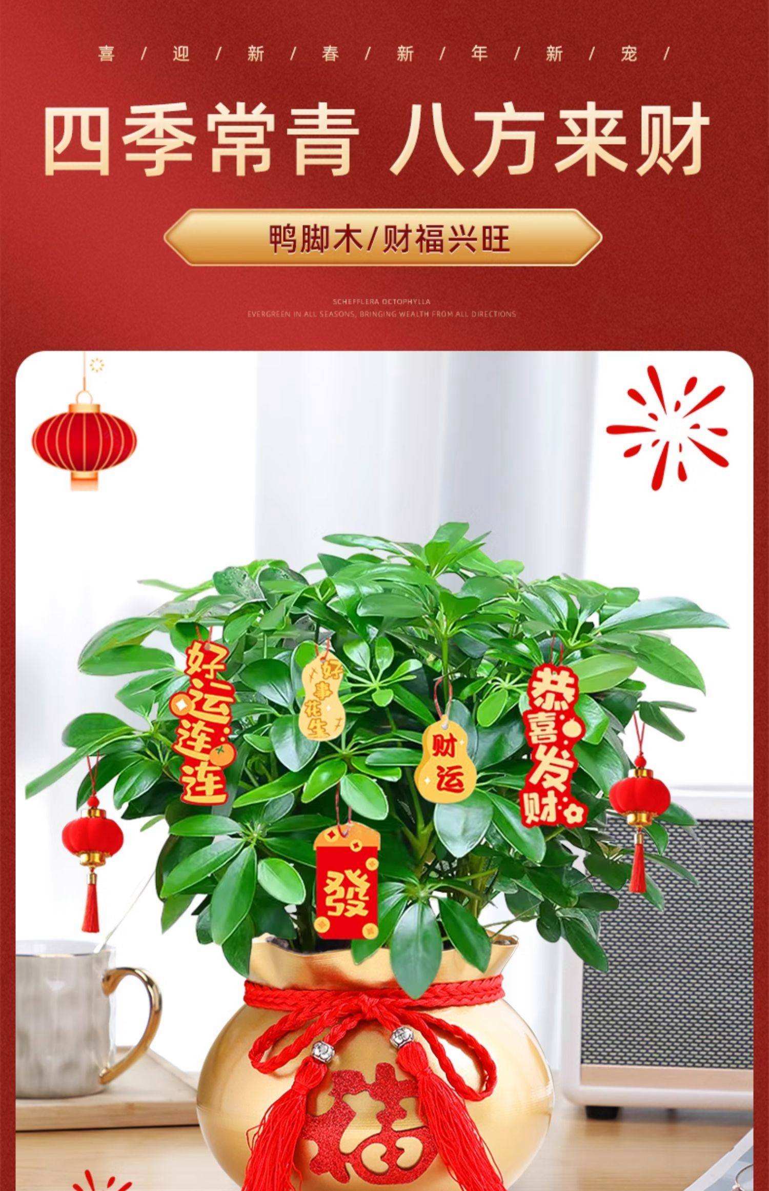 南方种什么菜最旺财最好