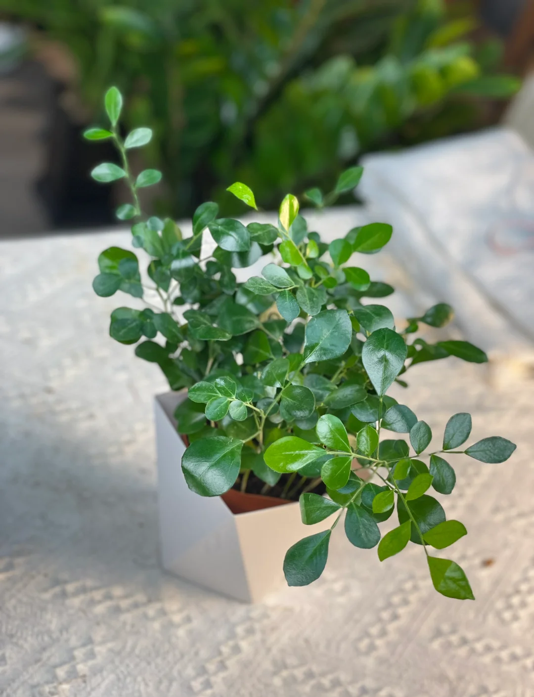 九里香树的功效与作用详解