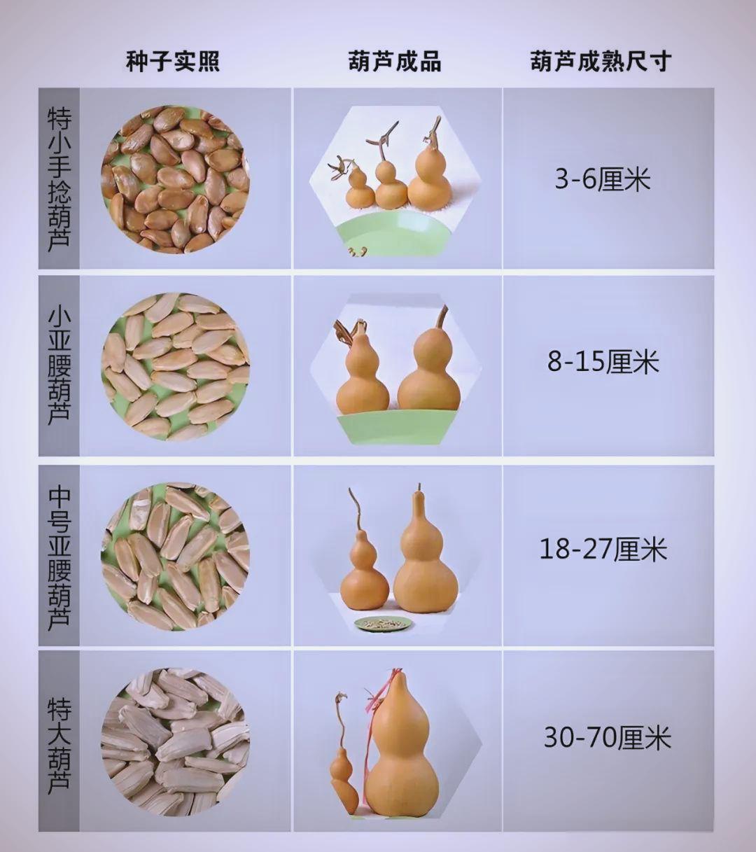 种植葫芦的方法怎样种好葫芦