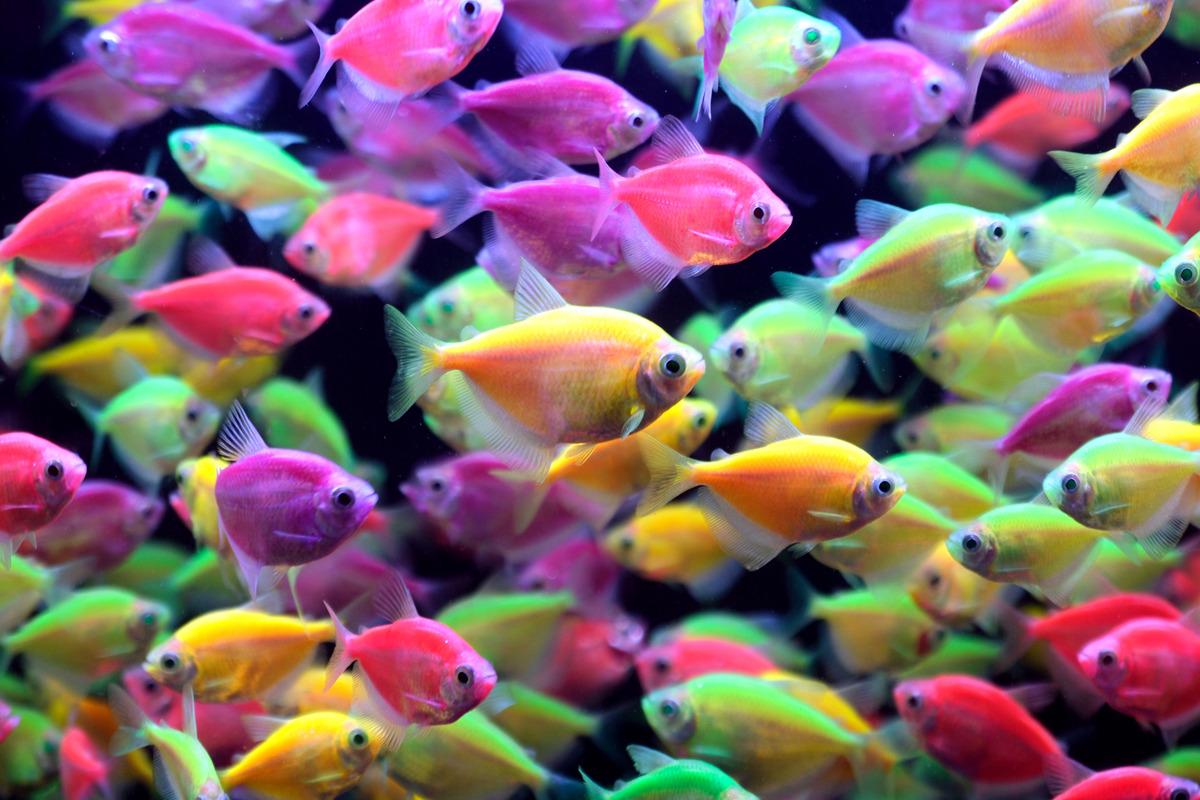 热带鱼幼苗什么时候喂食