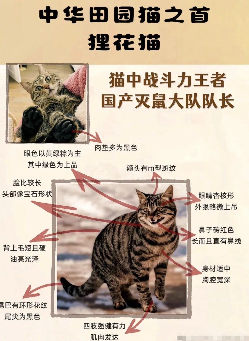 中华田园猫多少钱一只?