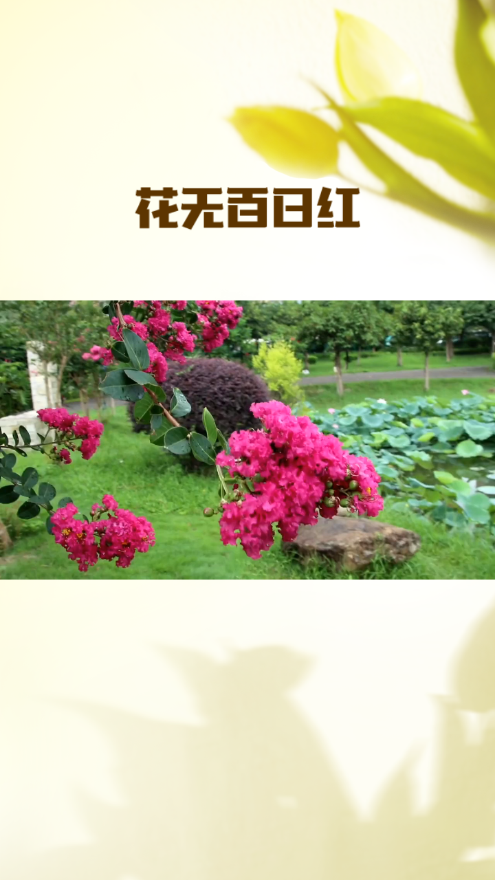 待到山花浪漫时她在丛中笑这句话是什么意思