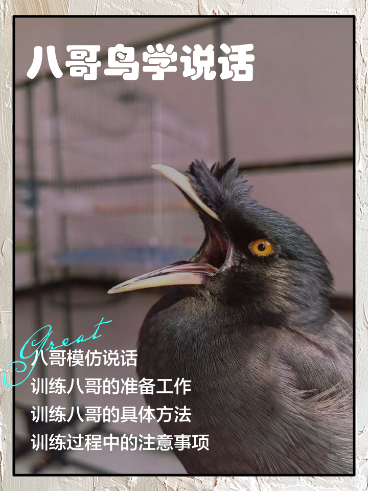 戈下面一个鸟读什么音