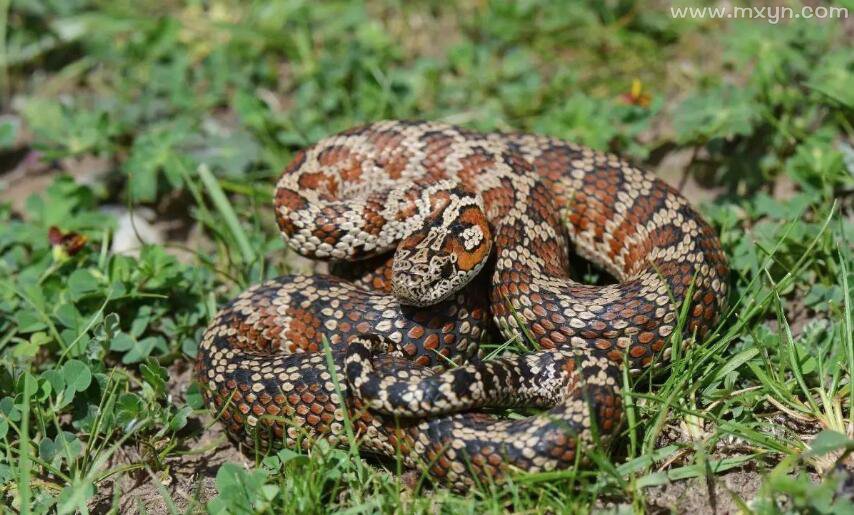 梦到被蛇咬到手没流血有什么含义