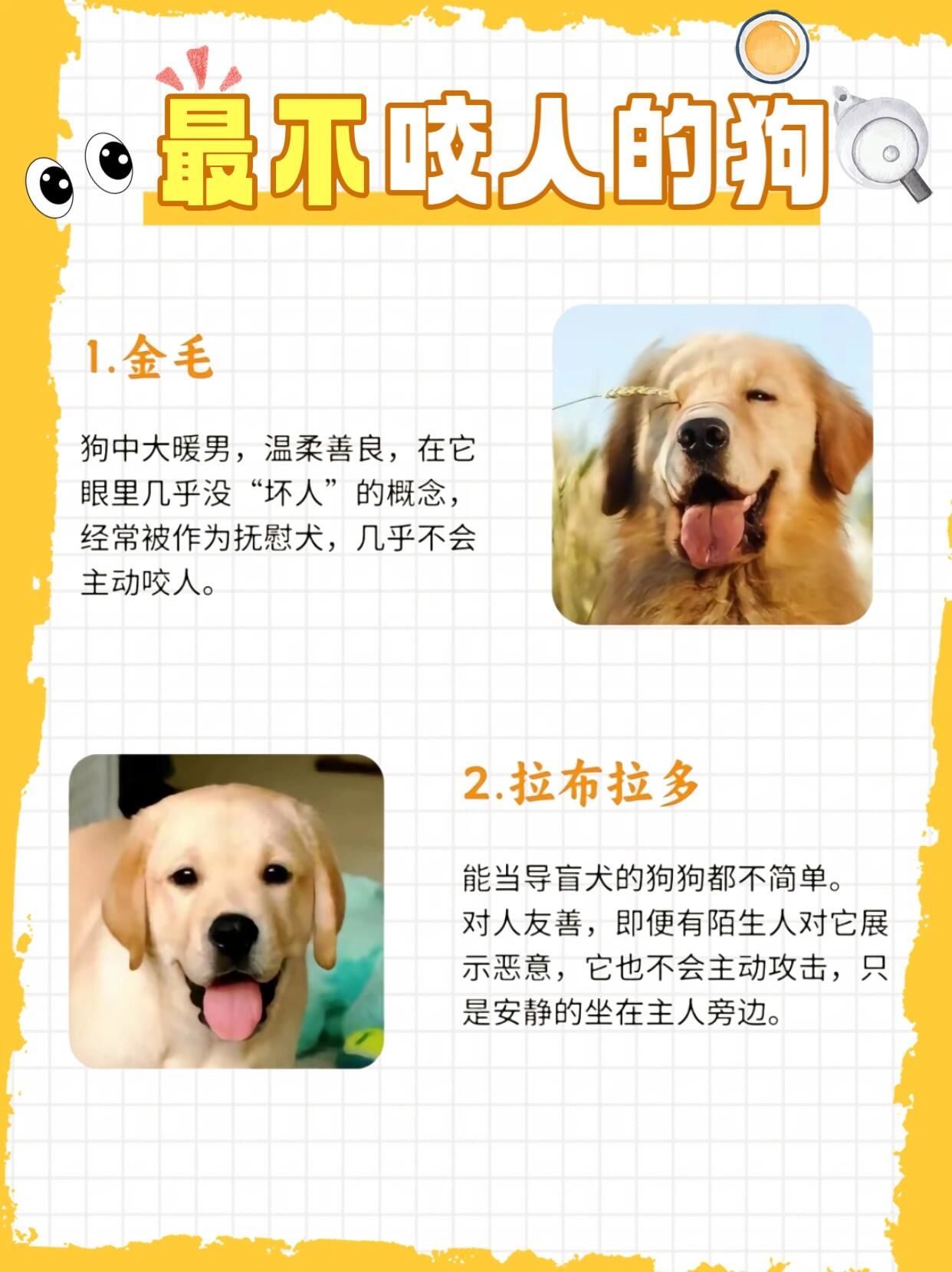 十大适合家养的中型犬排名