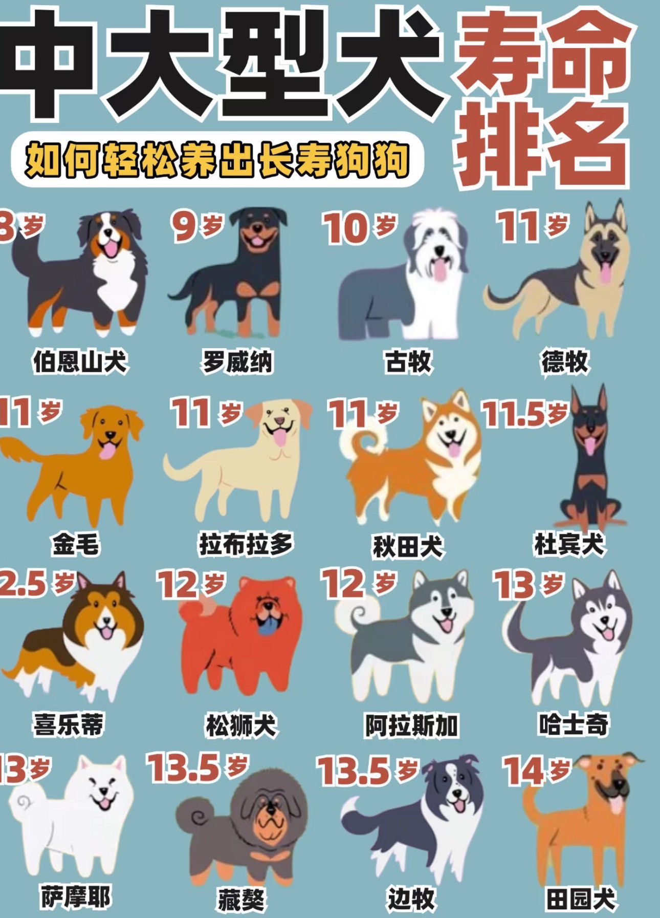 十大适合家养的中型犬排名