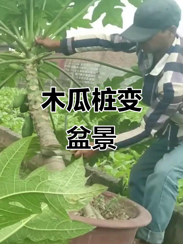 盆栽木瓜的养殖方法介绍