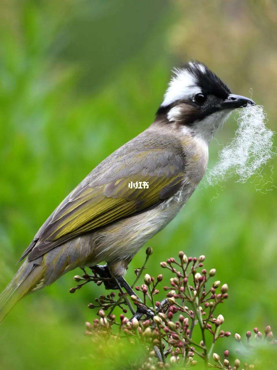 白头翁吃什么?白头翁雏鸟怎么饲养?