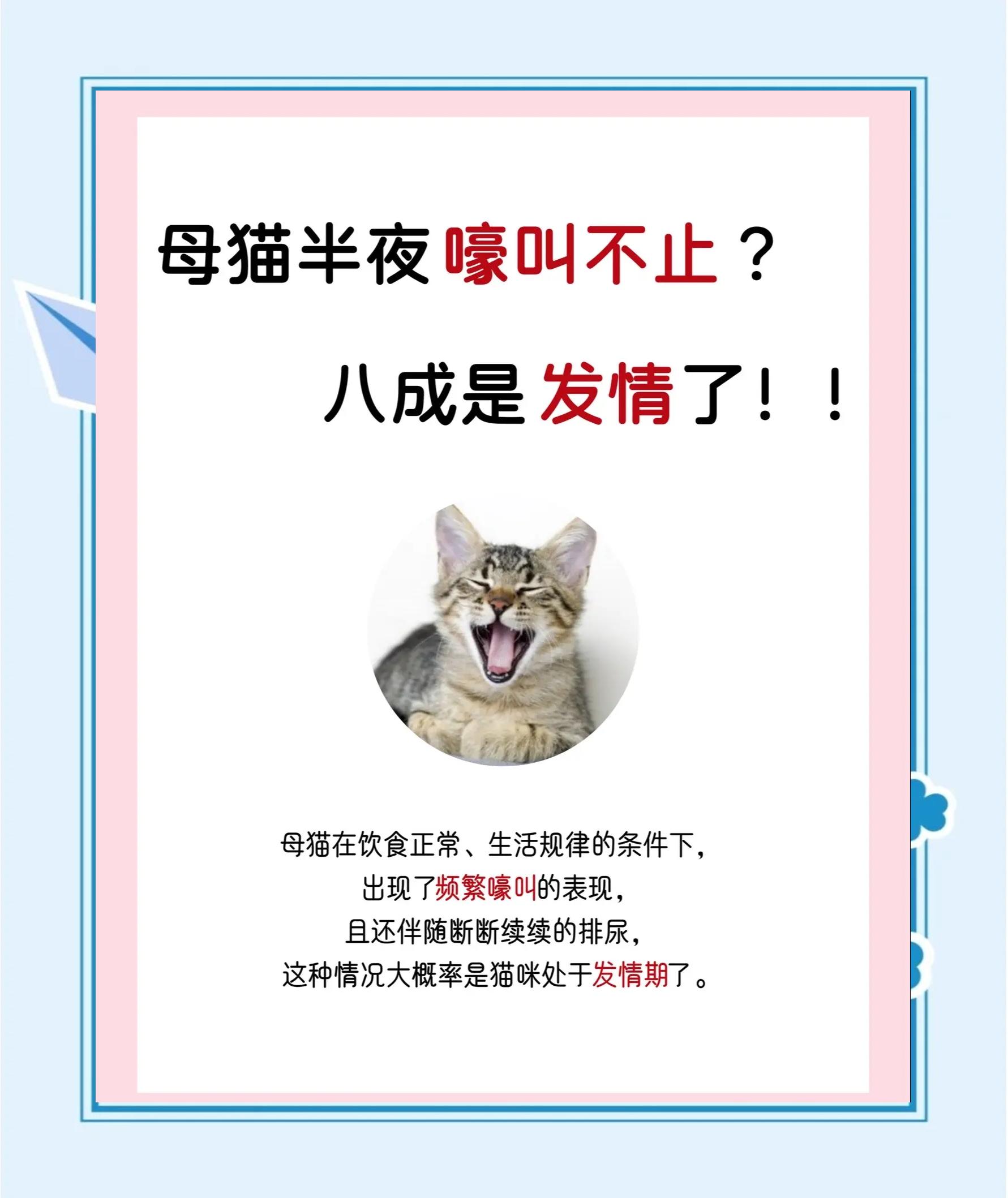 女人梦见猫缠着自己的预兆