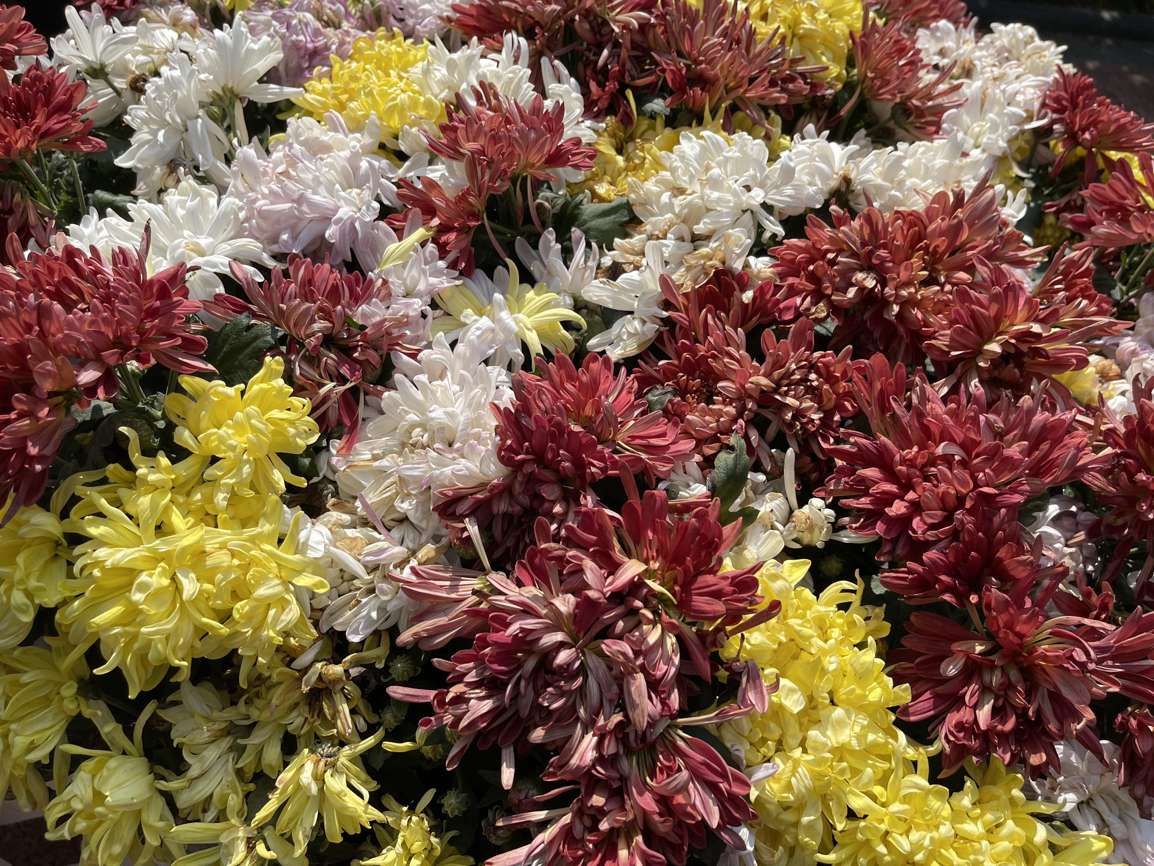 万花丛中过片叶不沾身的意思是什么