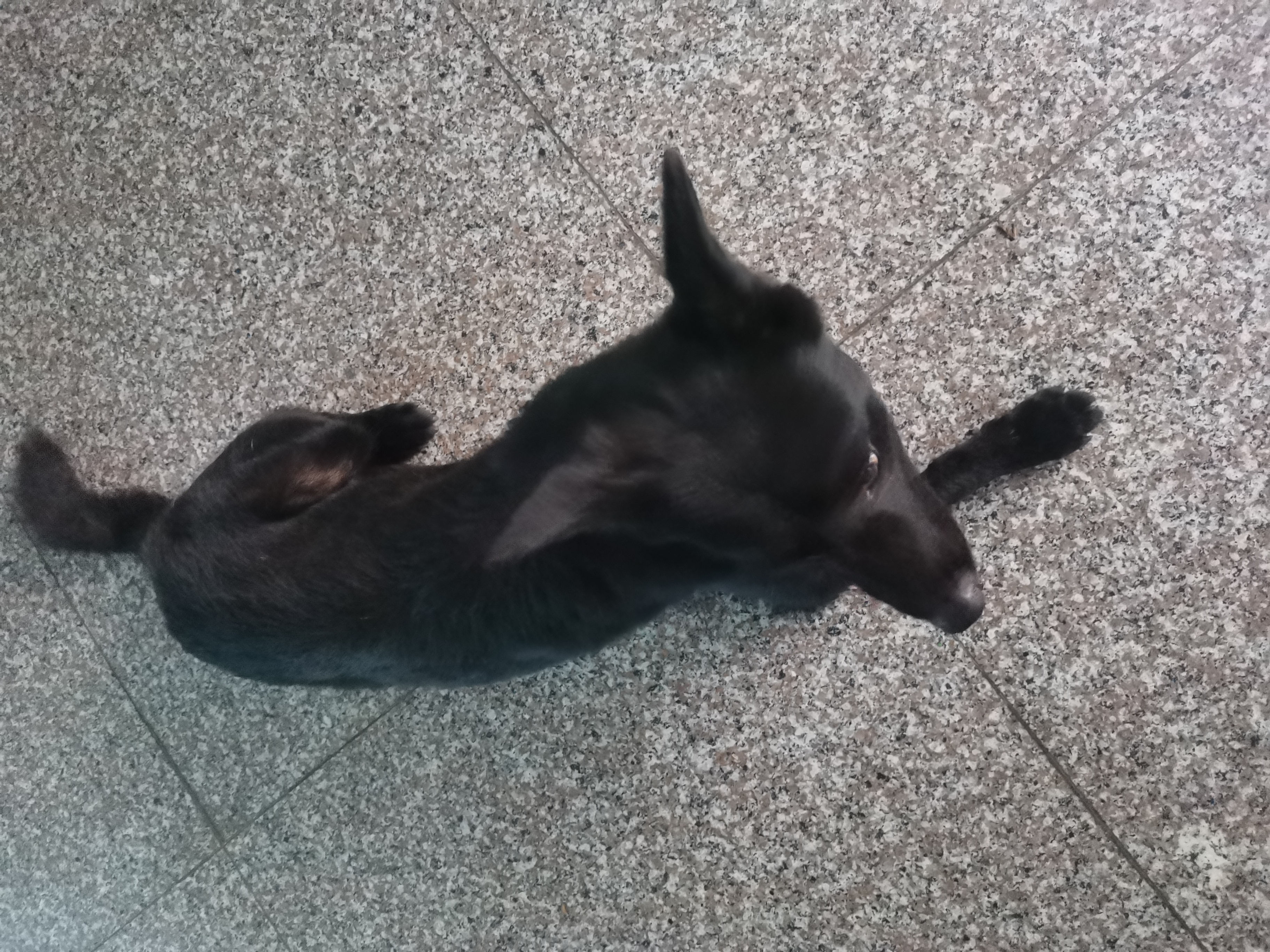 一只黑狗不叫不吼打一个字