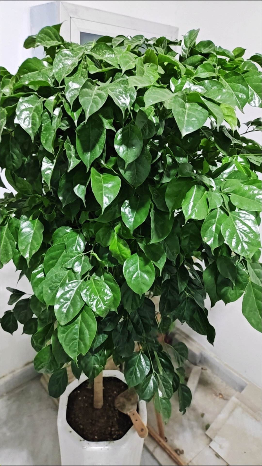 绿宝石树可不可以放在室内