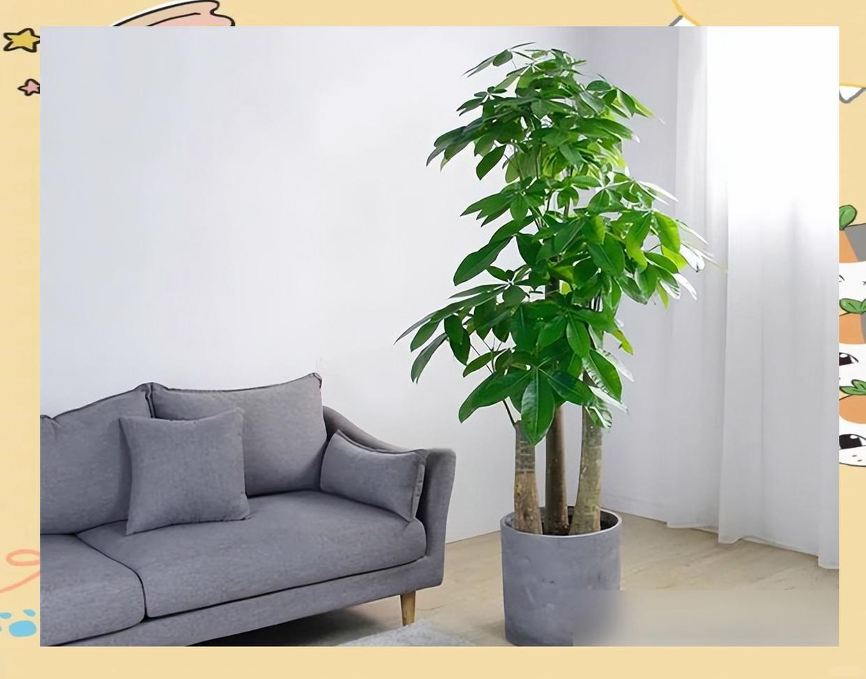发财树在家里的最佳摆放位置