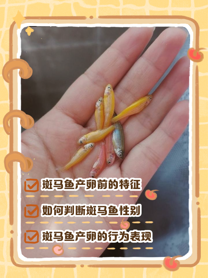 红绿灯鱼怎么判断要产卵红绿灯鱼的生活习性