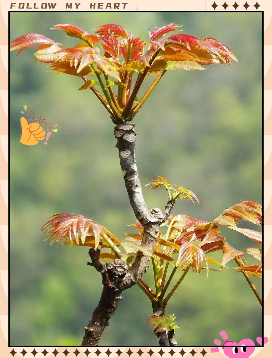 香椿芽对身体有什么不好