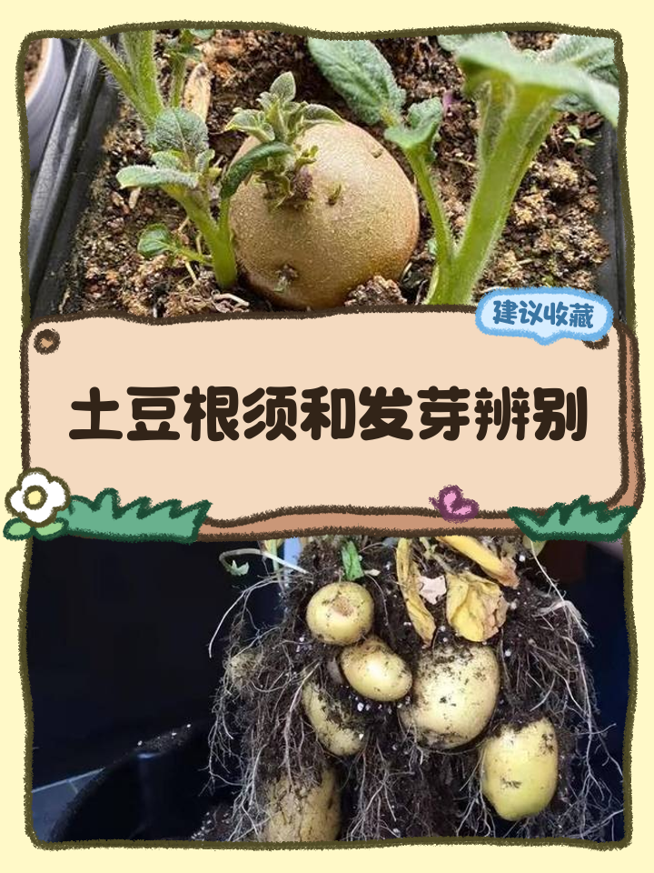 土豆发芽了如何处理土豆发芽了怎么处理