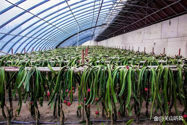 火龙果适合什么时候种植