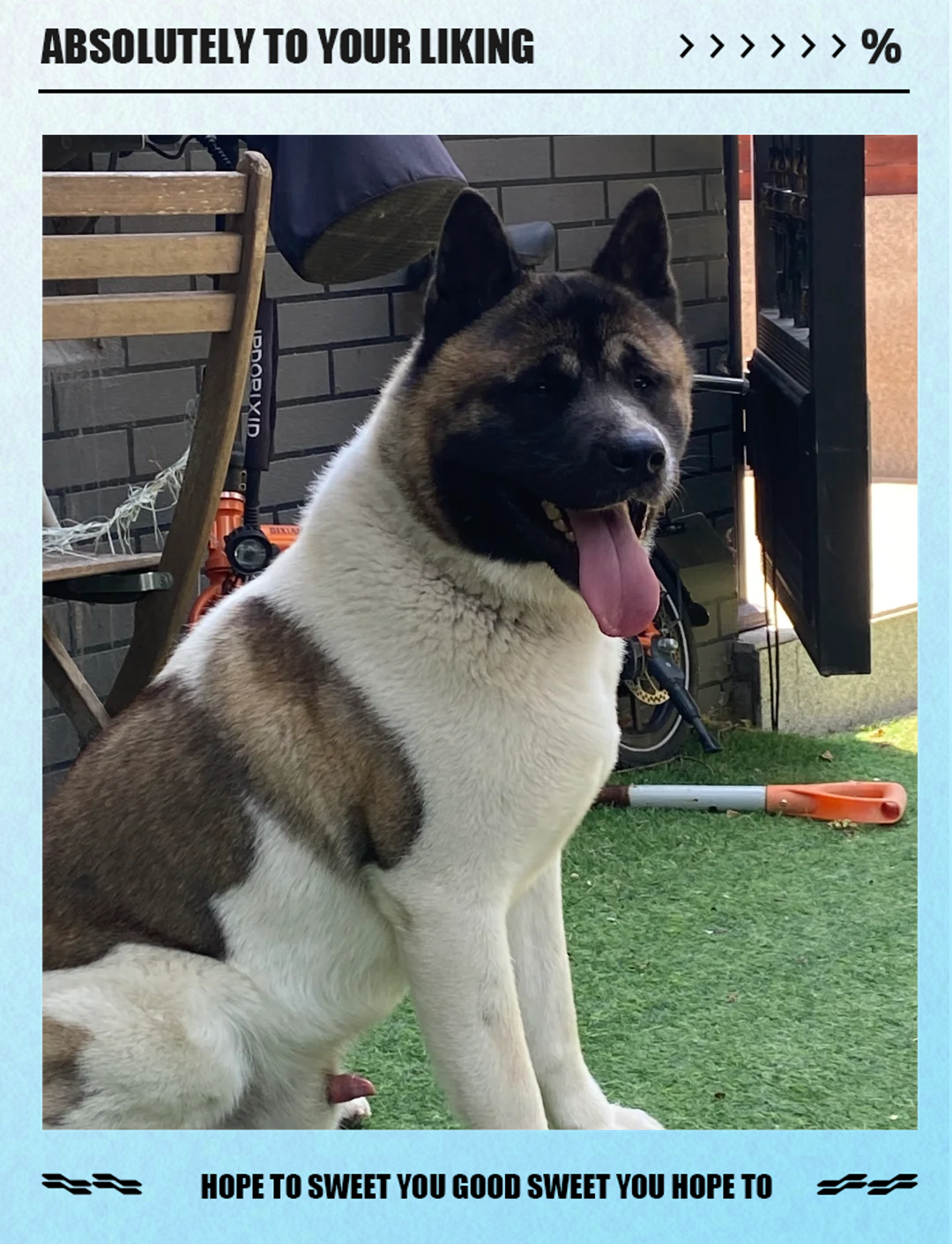 秋田犬价格大概多少钱一只