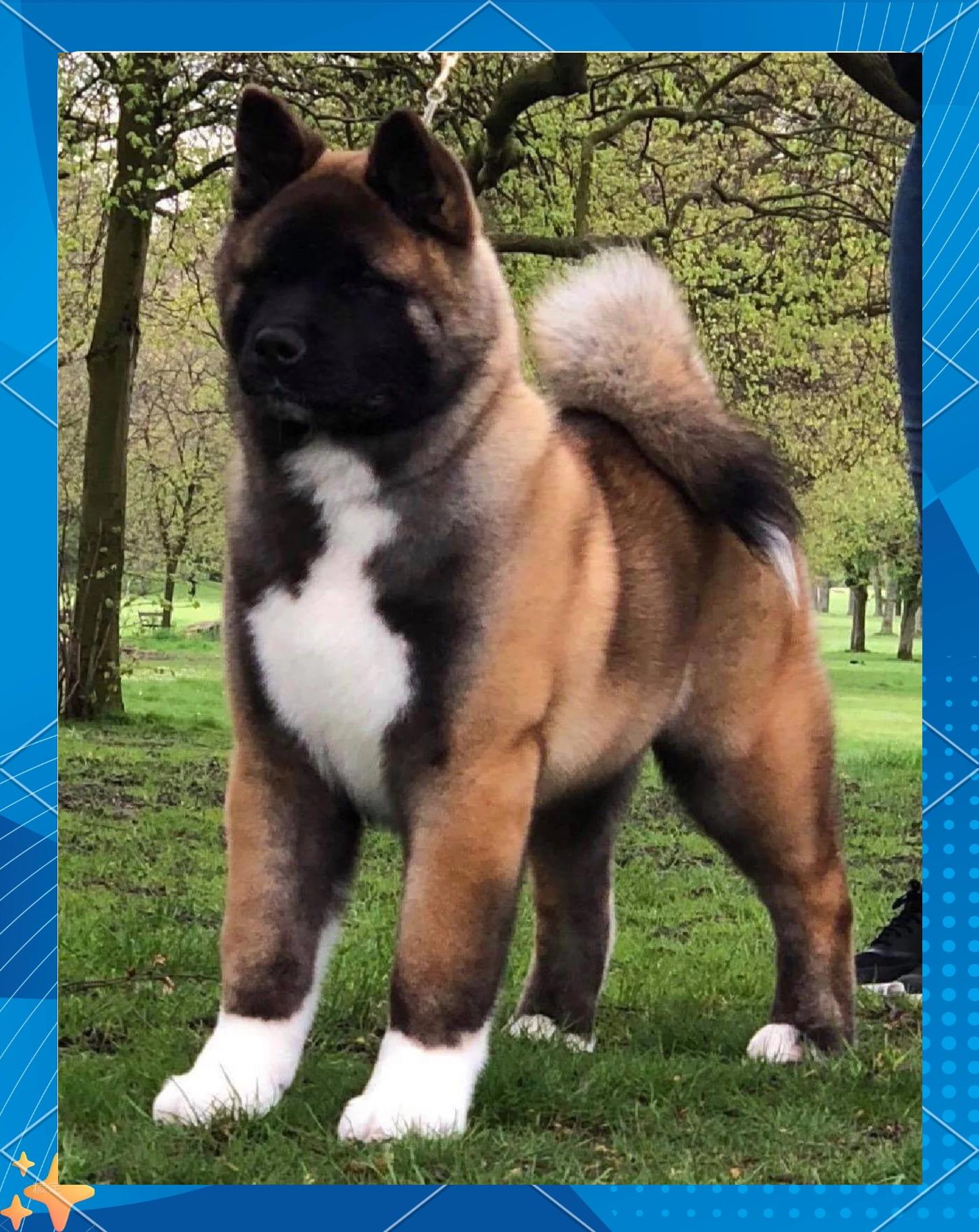 秋田犬价格大概多少钱一只