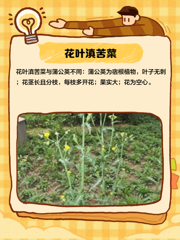 蒲公英和苦菜的区别在哪里