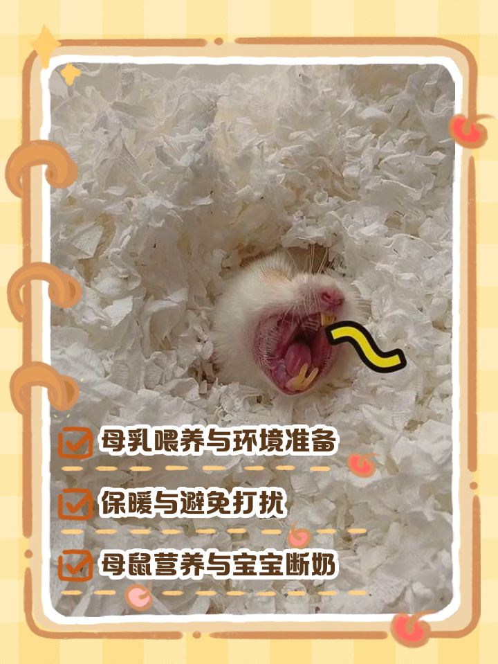 小仓鼠出生什么时候可以分窝了