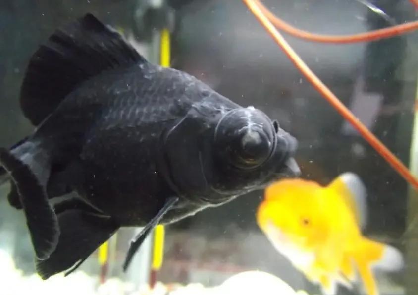 金鱼身上长白点了怎么办