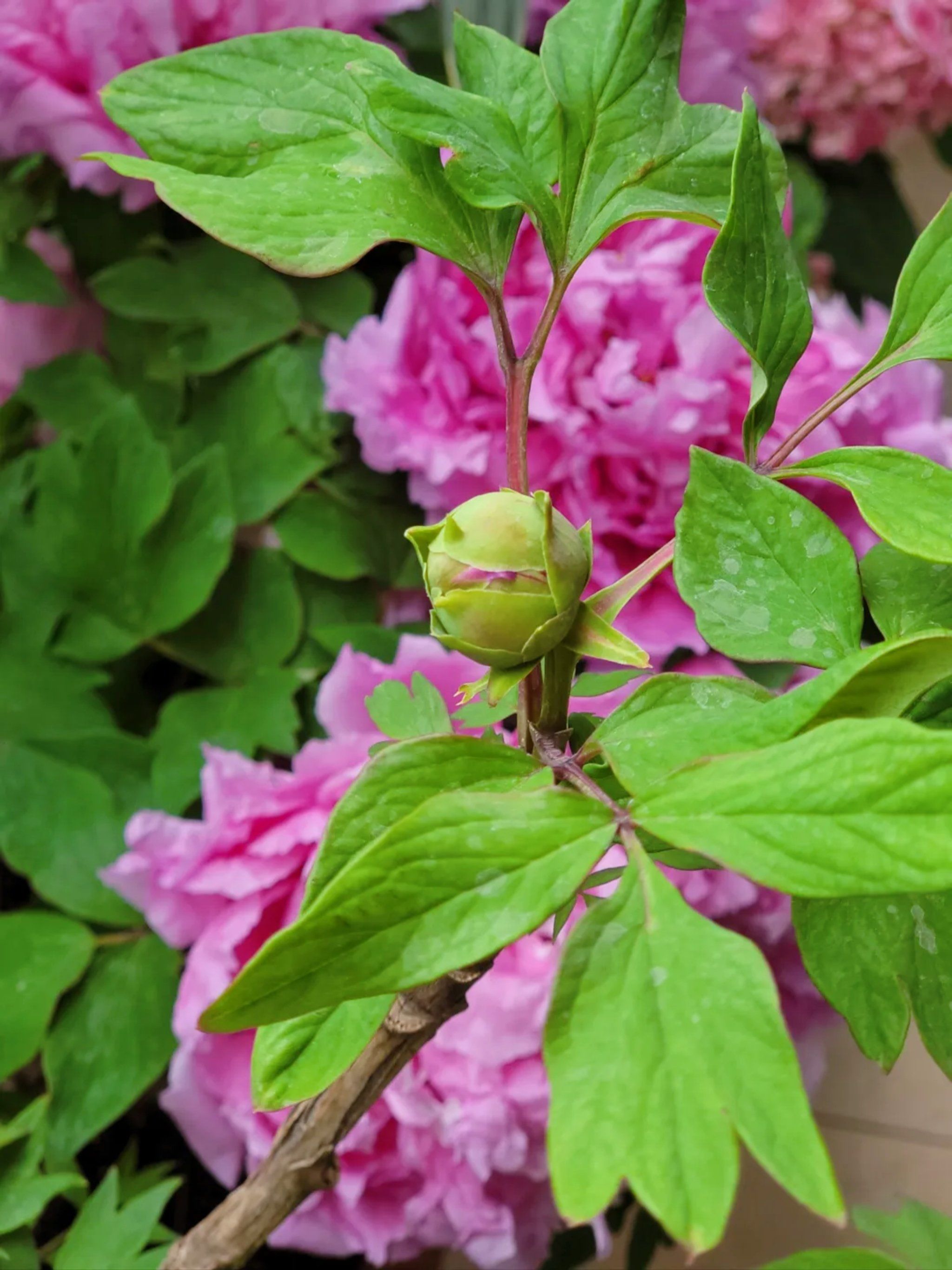 牡丹花什么时候大概几点开花的
