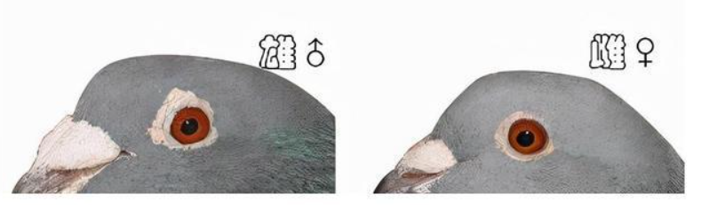 鸽子分公母最简单的方法