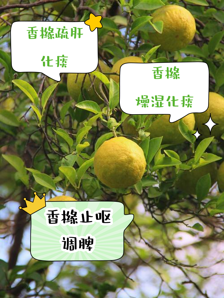 香泡树果实有什么功效香泡树简介