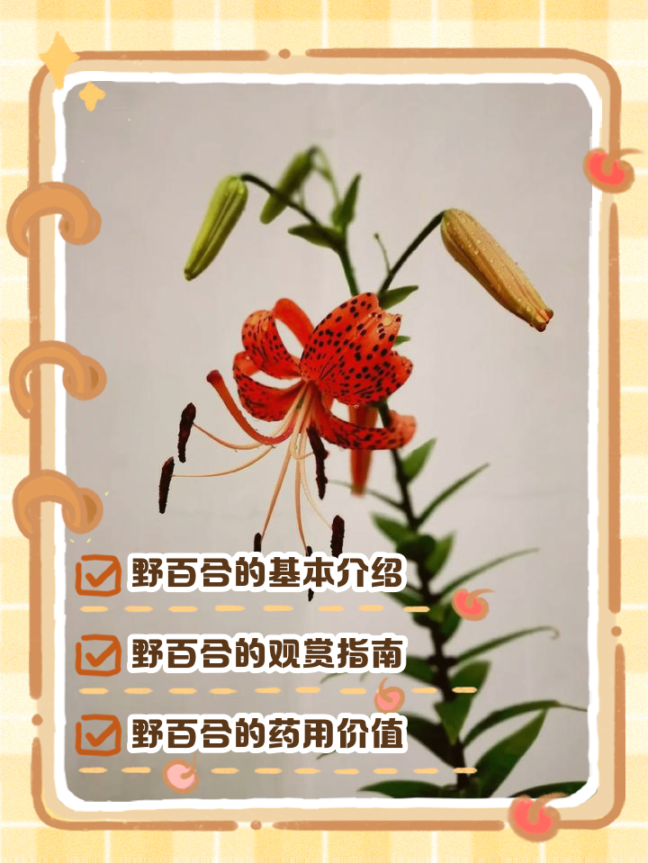 百合花有毒吗百合花是否有毒