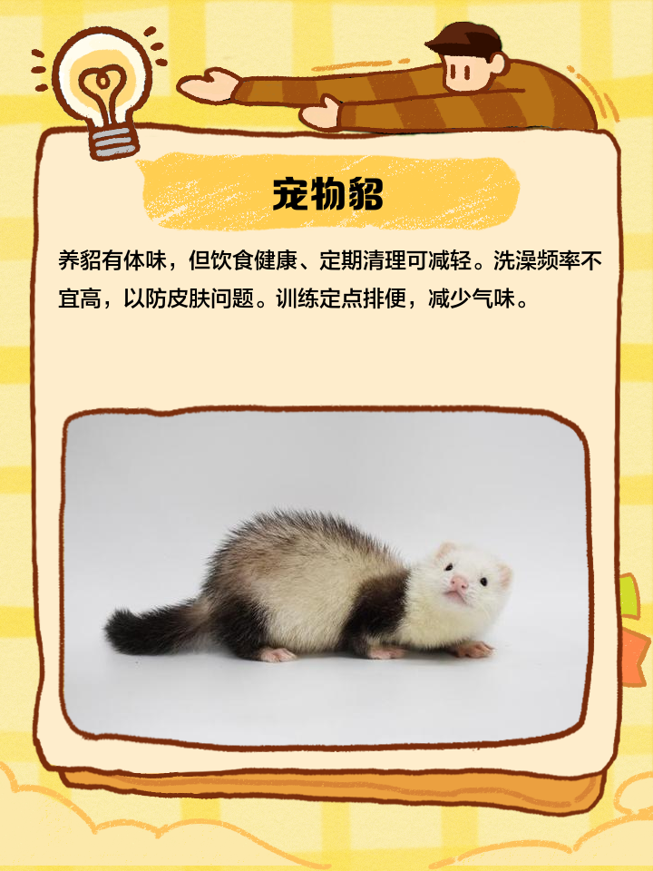 可以认主的小型异宠物推荐