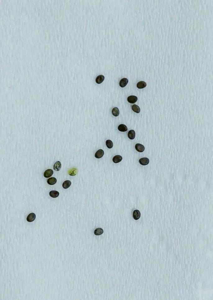 蚕卵从产出到孵化大约几天