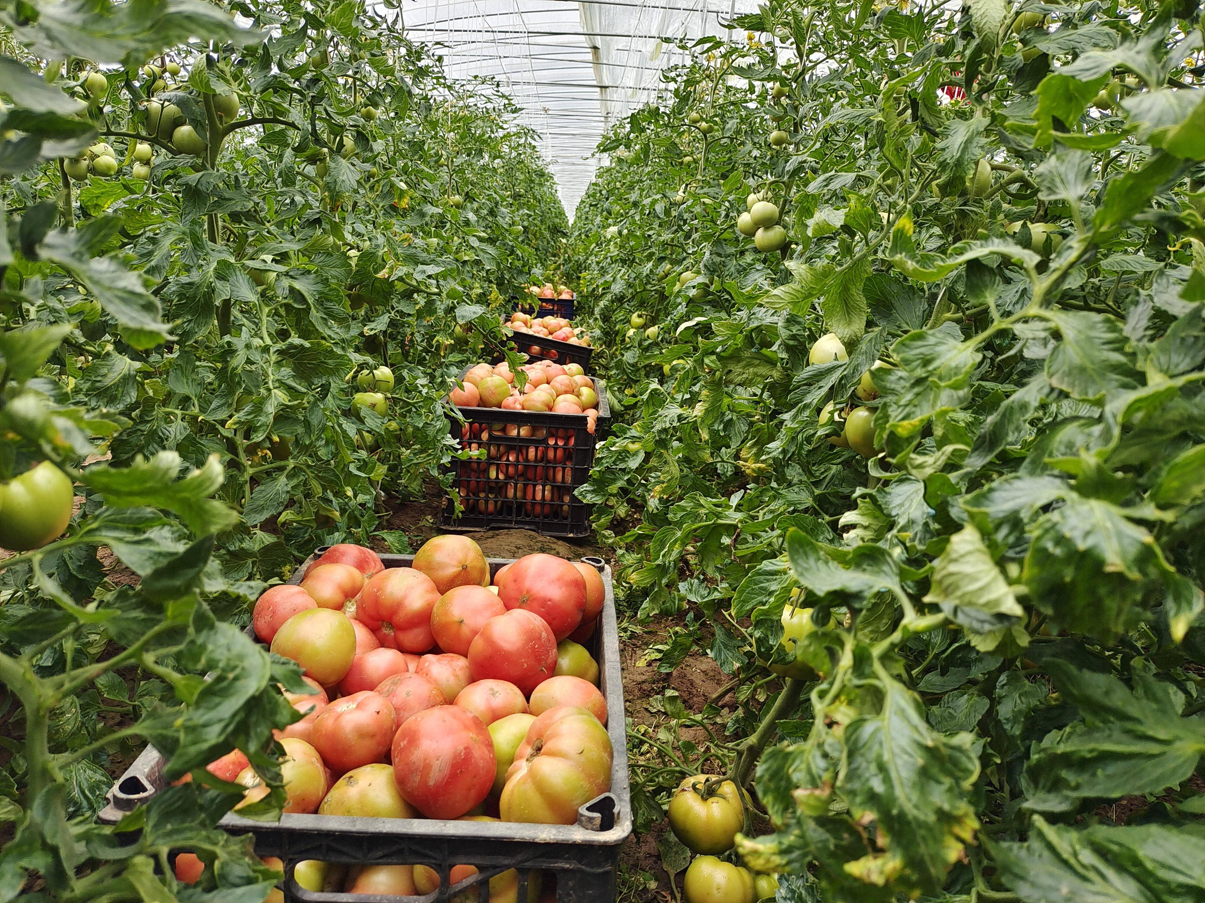 大棚种植什么最旺盛赚钱