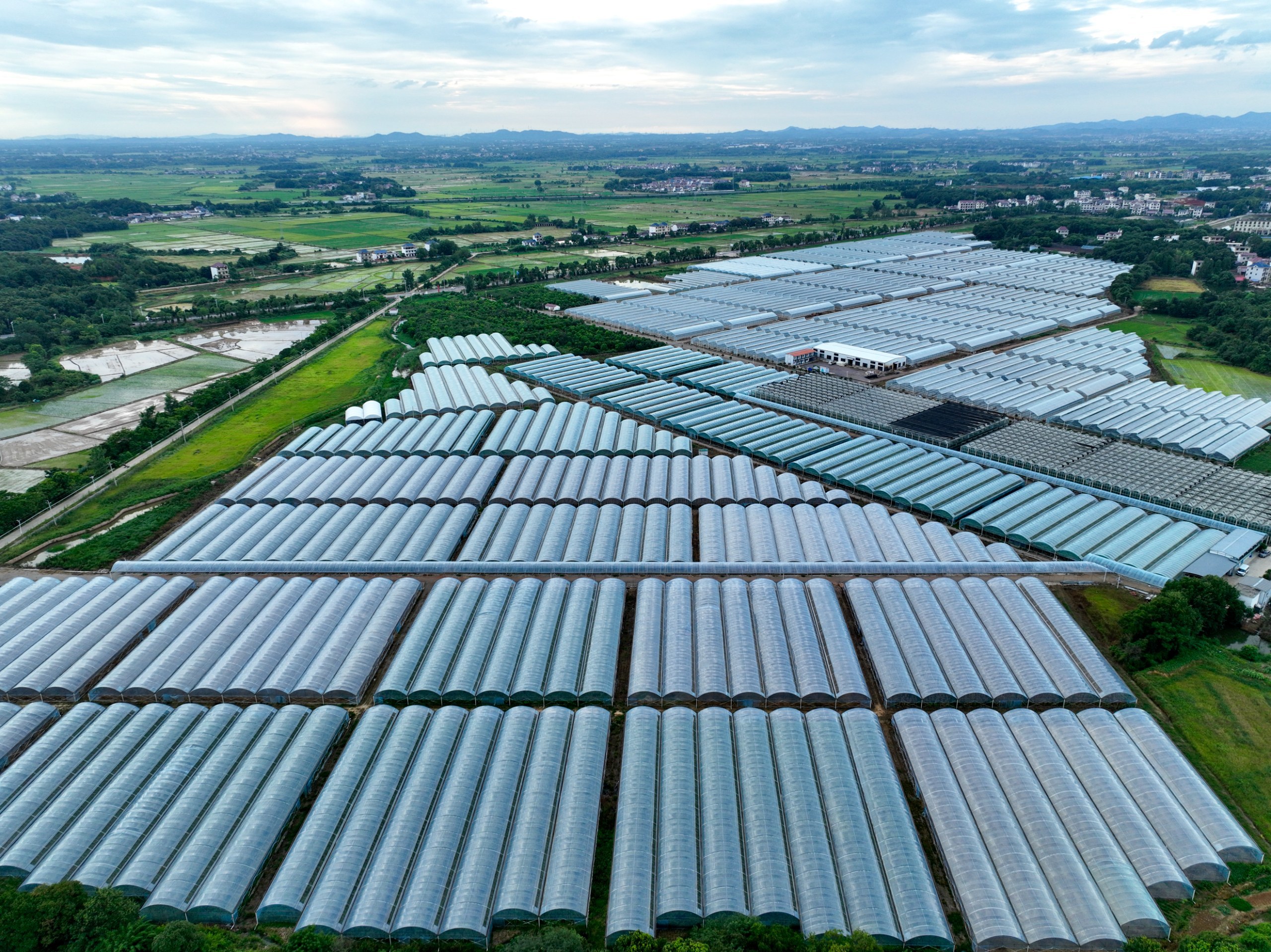 大棚种植什么最旺盛赚钱