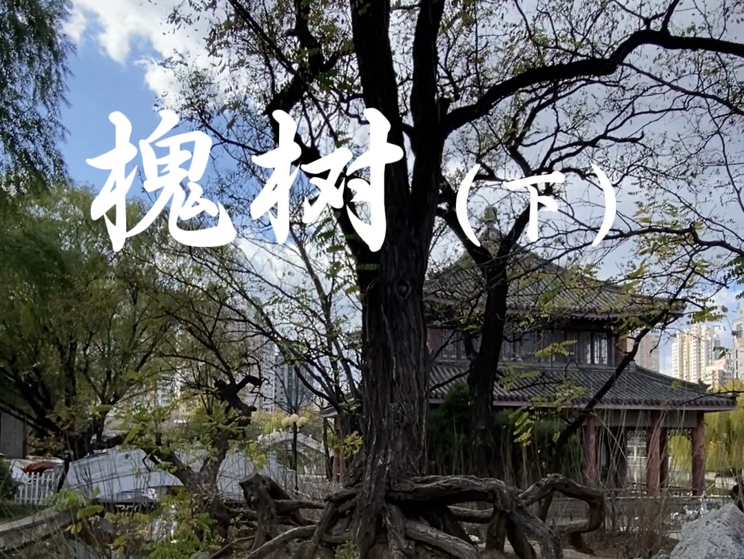 关于槐树的资料50字