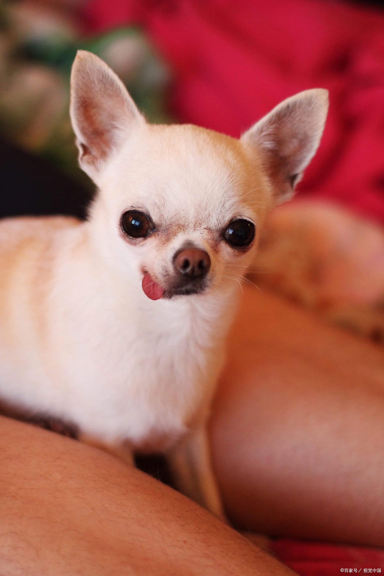 吉娃娃和鹿娃娃有哪些不同