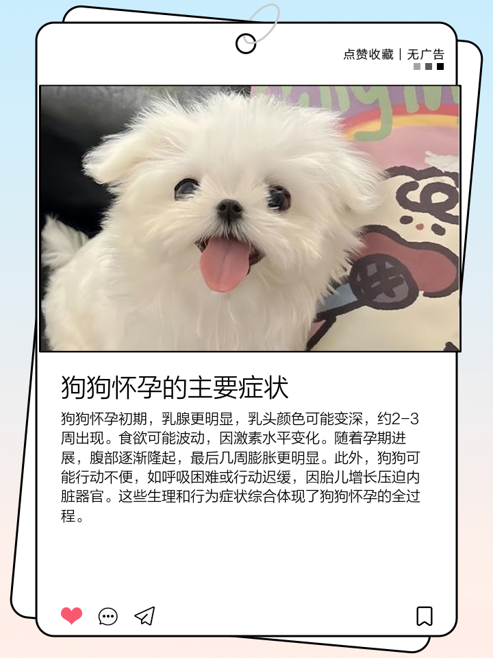 狗狗怀孕初期的症状表现
