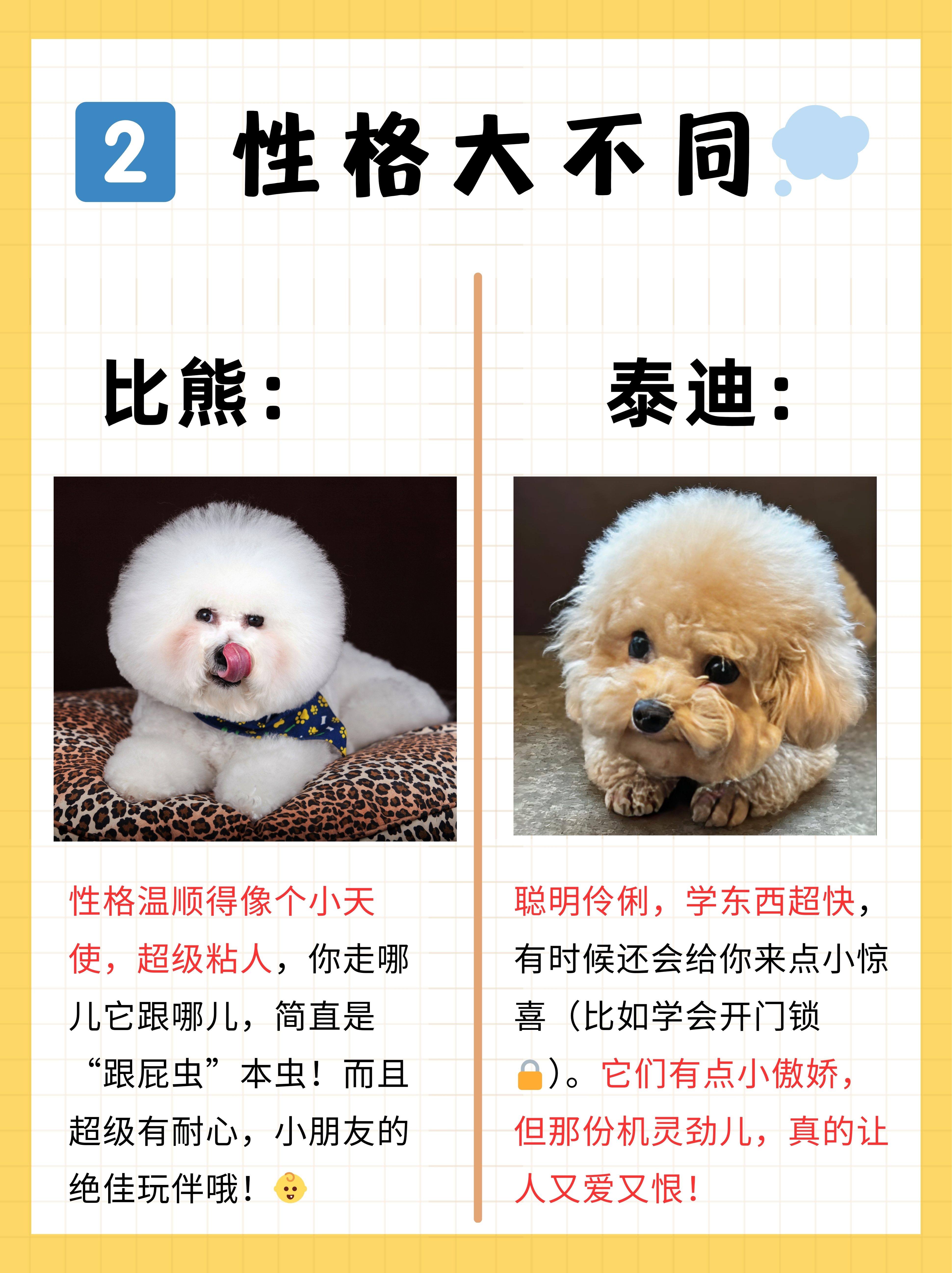 泰迪最好是什么时候配种好